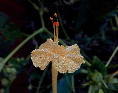 [A very close view of a bloom coming up from the bottom with its petals opened and bent back downward and the stamen pointing straight up. The petals are yellow and completely covered in teeny tiny rain or dewdrops. The stamen are long and at the tips are red-orange mini flowers.]